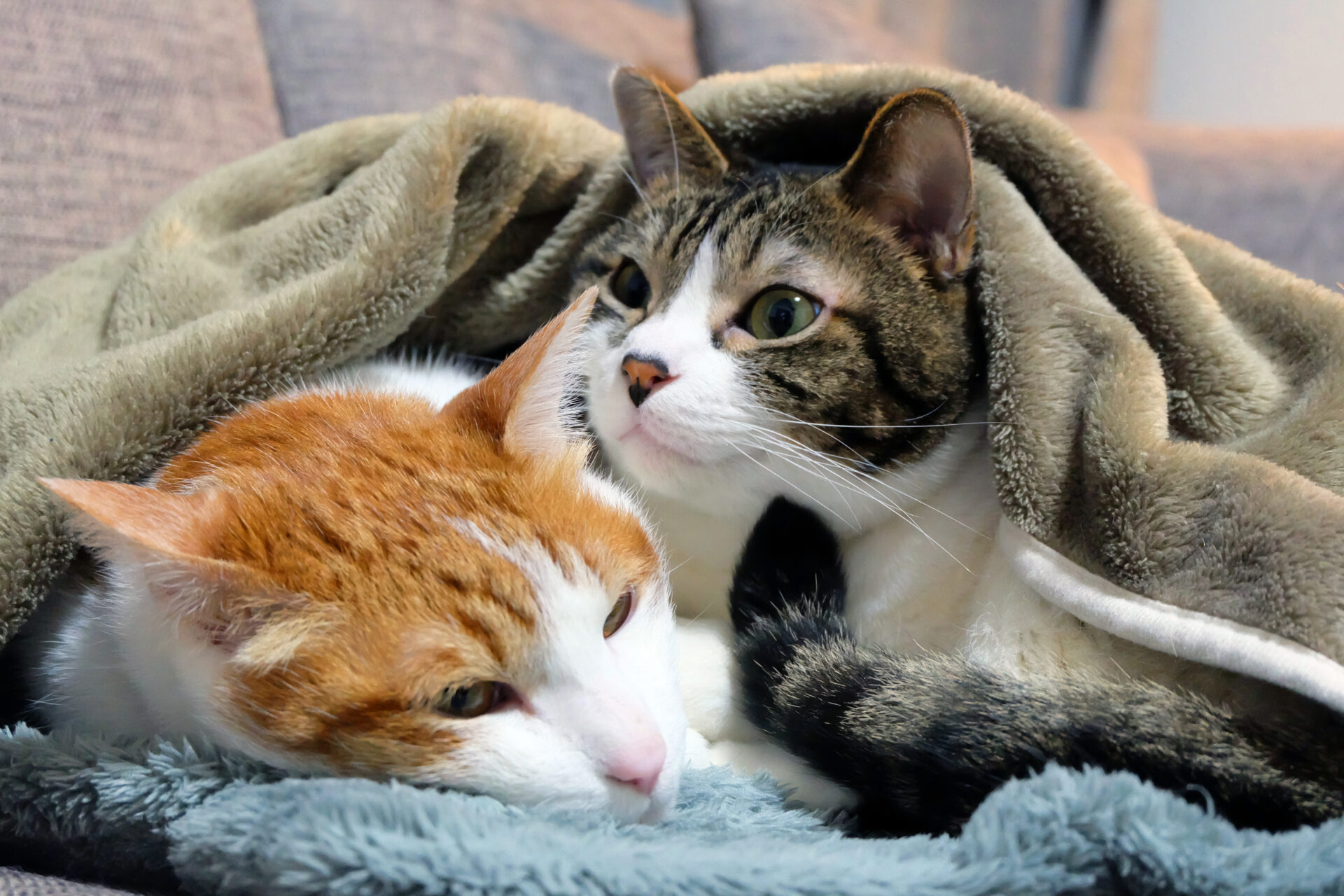 寄り添う二匹の猫