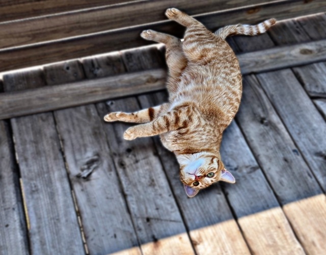 日陰で涼む猫