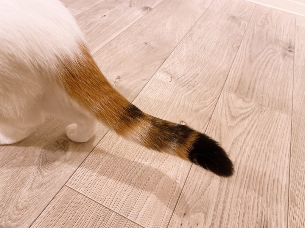 フローリングを歩く猫のしっぽ