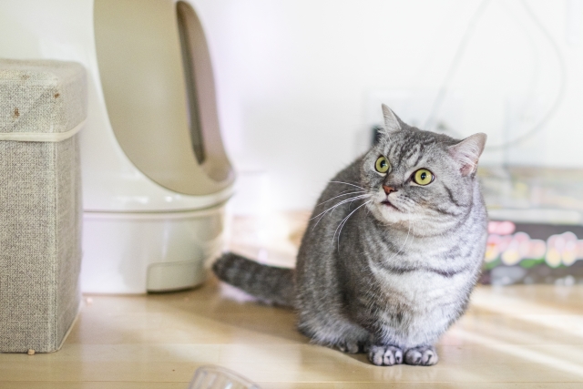 トイレの前にいる猫