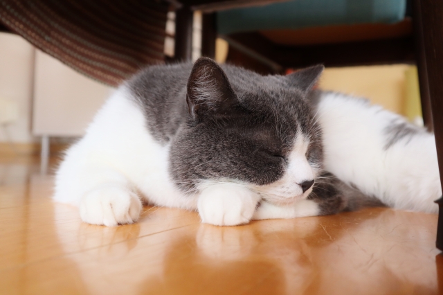 フローリングで寝転ぶ猫