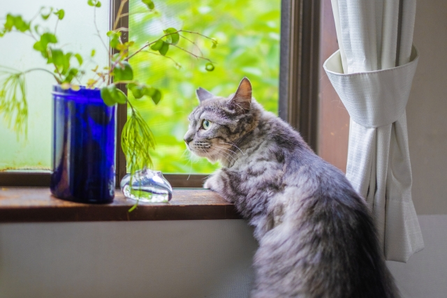 窓の外を眺める猫