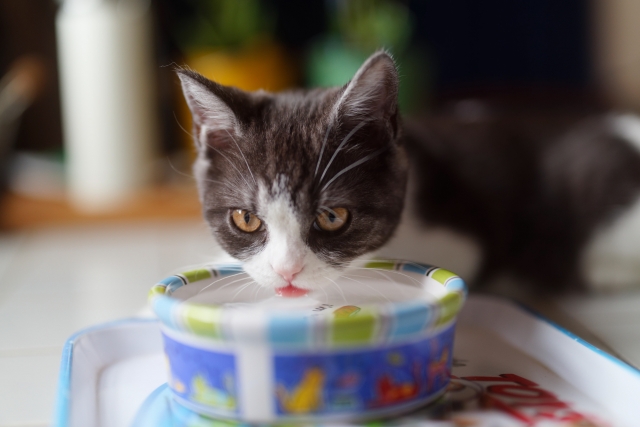 水を飲む猫