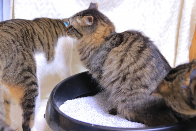 匂いが原因？猫のストレスサインと効果的な解決方法をまとめて紹介
