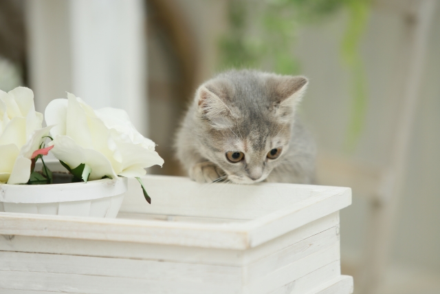 花の香りを嗅ぐ猫
