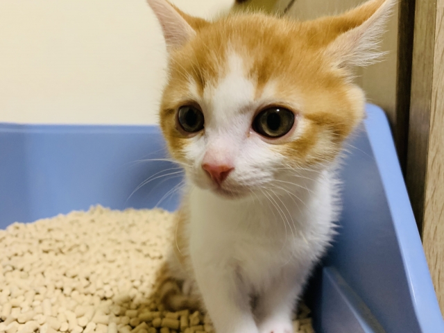 子猫がトイレを失敗する理由は？トイレトレーニング法もあわせて紹介
